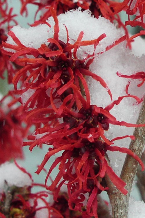  Diane Red Witch Hazel (Hamamelis X Intermedia) - 7 Gallon Pot