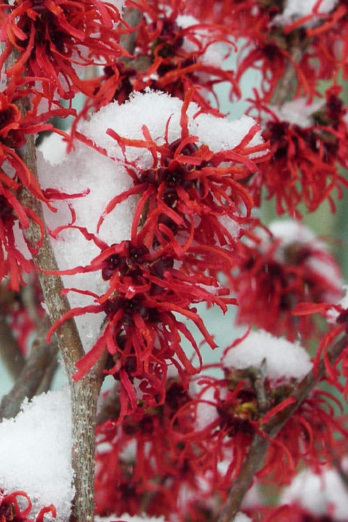  Diane Red Witch Hazel (Hamamelis X Intermedia) - 7 Gallon Pot (3-4')