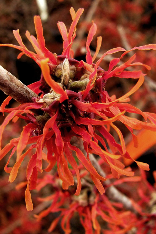  Diane Red Witch Hazel (Hamamelis X Intermedia) - 7 Gallon Pot (3-4')