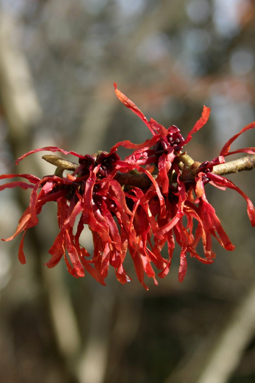  Diane Red Witch Hazel (Hamamelis X Intermedia) - 7 Gallon Pot (3-4')