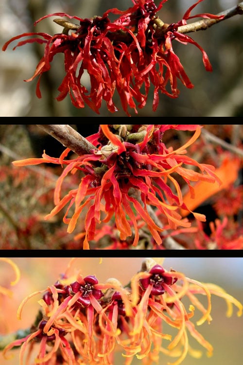  Diane Red Witch Hazel (Hamamelis X Intermedia) - 7 Gallon Pot