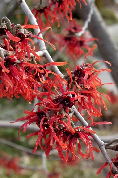  Diane Red Witch Hazel (Hamamelis X Intermedia) - 7 Gallon Pot