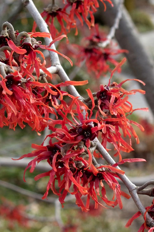  Diane Red Witch Hazel (Hamamelis X Intermedia) - 7 Gallon Pot (3-4')