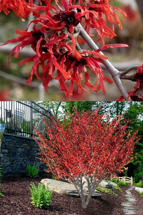  Diane Red Witch Hazel (Hamamelis X Intermedia) - 7 Gallon Pot