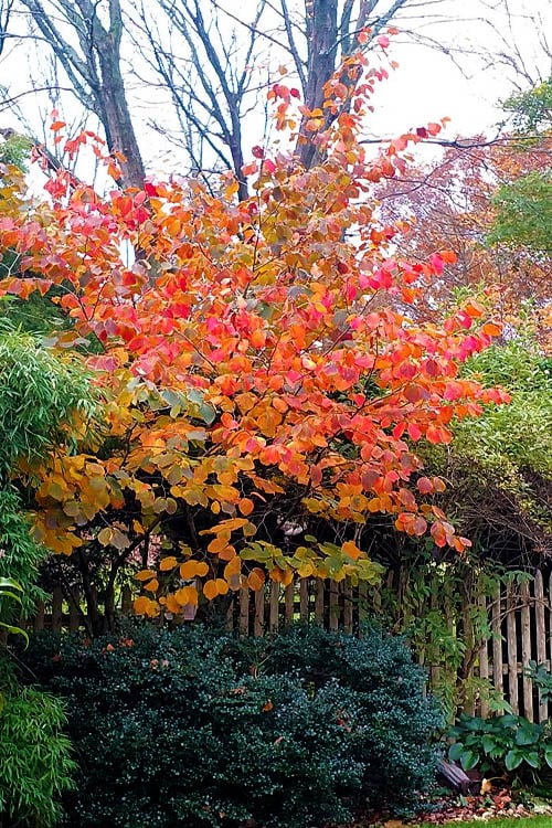  Diane Red Witch Hazel (Hamamelis X Intermedia) - 7 Gallon Pot