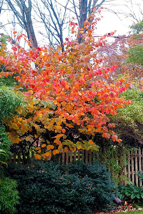  Diane Red Witch Hazel (Hamamelis X Intermedia) - 7 Gallon Pot (3-4')