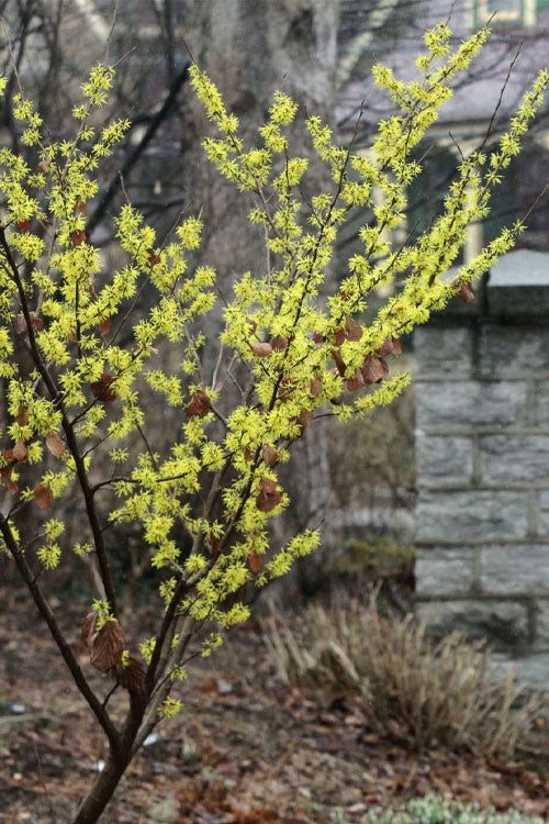  Harvest Moon Witch Hazel - 7 Gallon Pot