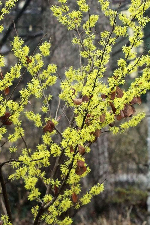  Harvest Moon Witch Hazel - 7 Gallon Pot