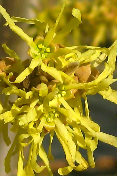  Harvest Moon Witch Hazel - 7 Gallon Pot