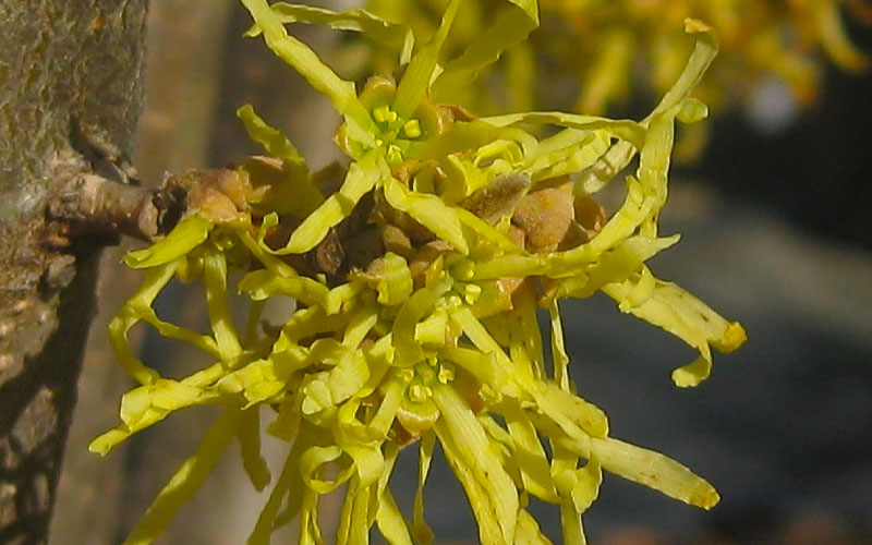  Harvest Moon Witch Hazel - 7 Gallon Pot