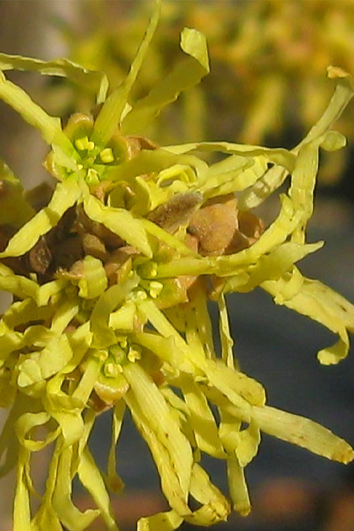  Harvest Moon Witch Hazel - 7 Gallon Pot