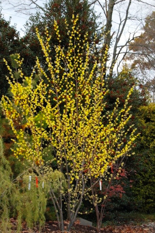  Harvest Moon Witch Hazel - 7 Gallon Pot
