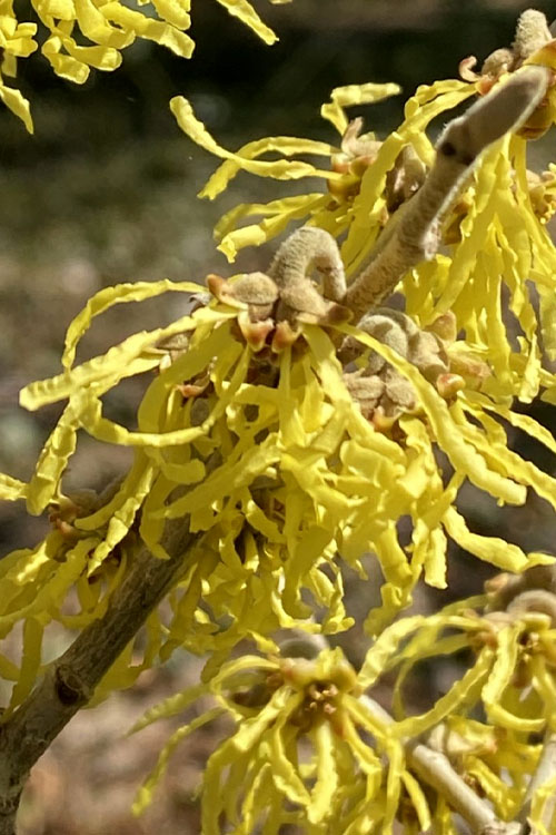  Harvest Moon Witch Hazel - 7 Gallon Pot