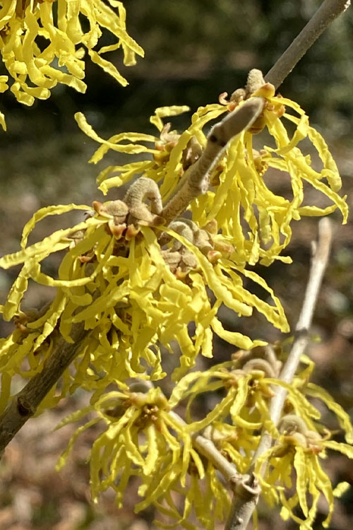  Harvest Moon Witch Hazel - 7 Gallon Pot