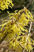  Harvest Moon Witch Hazel - 7 Gallon Pot