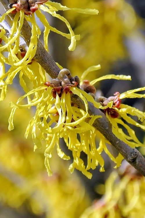  Little Prospect Golden American Witch Hazel (Hamamelis Virginiana) - 5 Gallon Pot