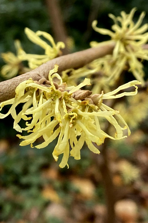  Little Prospect Golden American Witch Hazel (Hamamelis Virginiana) - 5 Gallon Pot