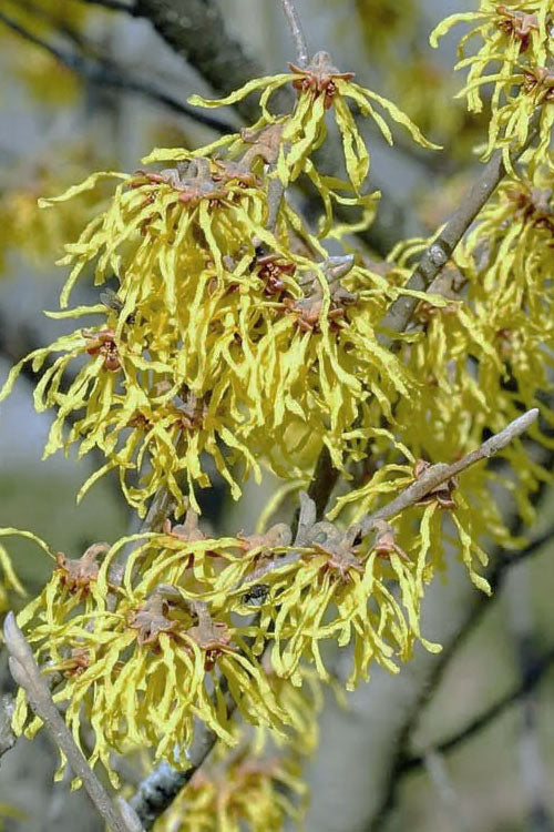  Little Prospect Golden American Witch Hazel (Hamamelis Virginiana) - 5 Gallon Pot