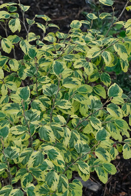  Little Prospect Golden American Witch Hazel (Hamamelis Virginiana) - 5 Gallon Pot