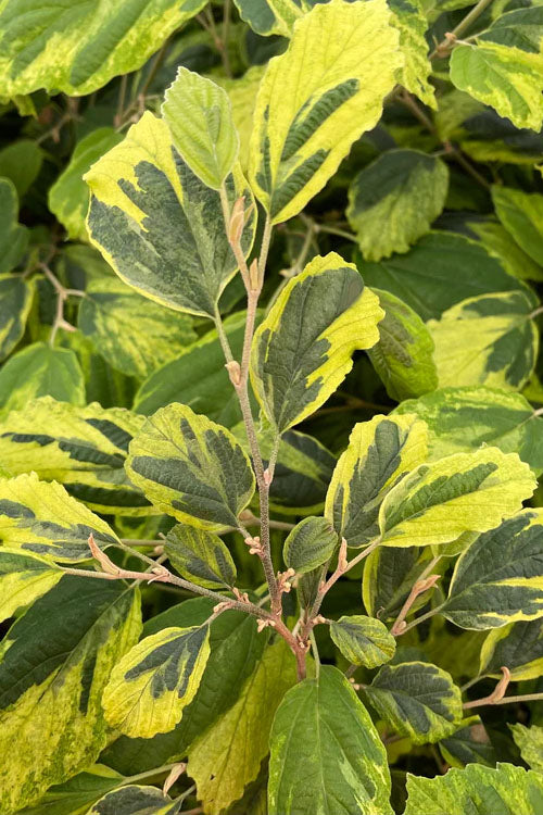  Little Prospect Golden American Witch Hazel (Hamamelis Virginiana) - 5 Gallon Pot