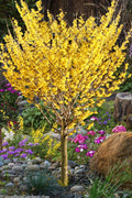  Arnold Promise Witch Hazel - Single Trunk Tree Form - 7 Gallon Pot