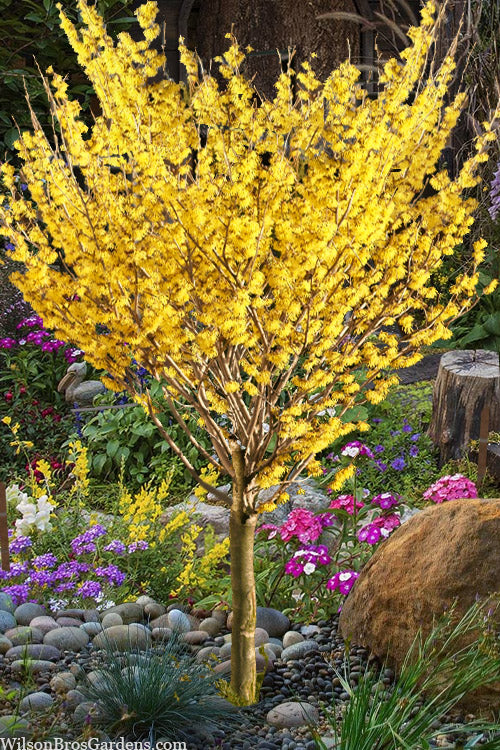  Arnold Promise Witch Hazel - Single Trunk Tree Form - 7 Gallon Pot