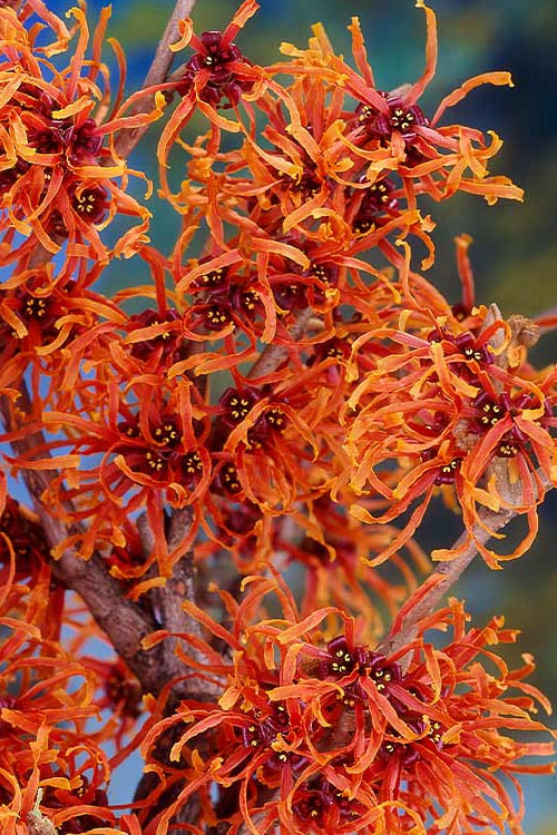  Jelena Witch Hazel - 3 Gallon Pot