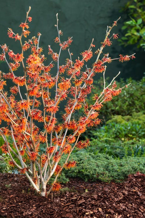  Jelena Witch Hazel - 3 Gallon Pot