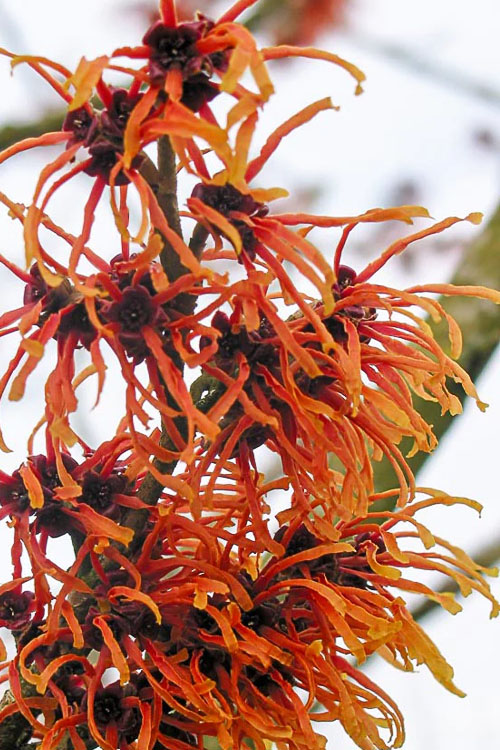  Jelena Witch Hazel - 5 Gallon Pot