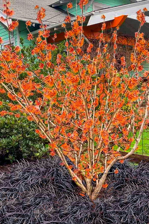  Jelena Witch Hazel - 7 Gallon Pot