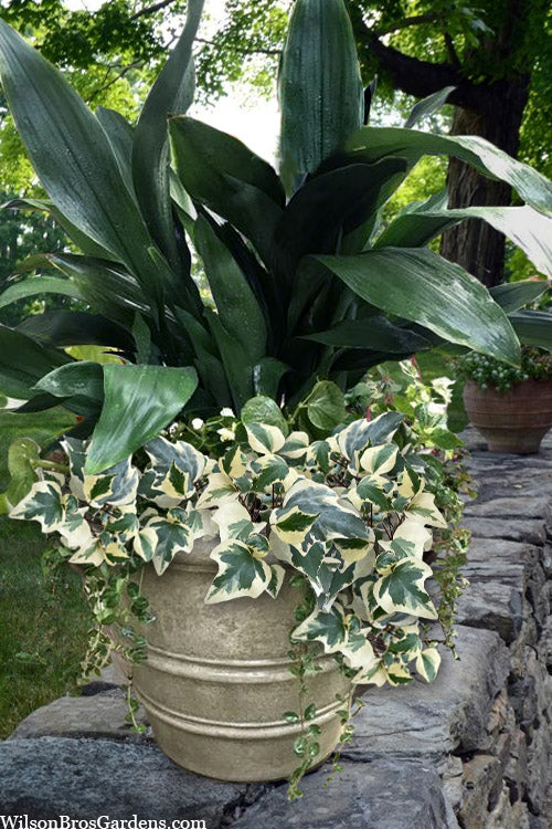 Variegated Algerian Ivy (Hedera Algeriensis 'Gloire De Marengo') - 5 Pack Of Pint Pots