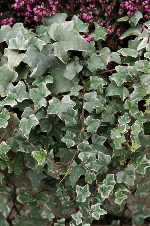  Glacier Ivy (Hedera Helix) - 18 Pack Of Pint Pots