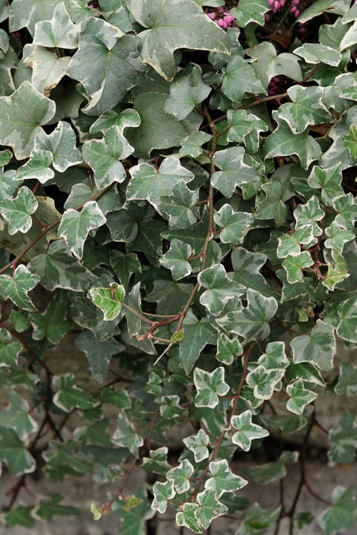  Glacier Ivy (Hedera Helix) - 18 Pack Of Pint Pots