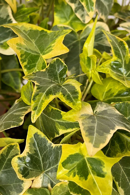  Gold Child Ivy (Hedera Helix) - 5 Pack Of Pint Pots