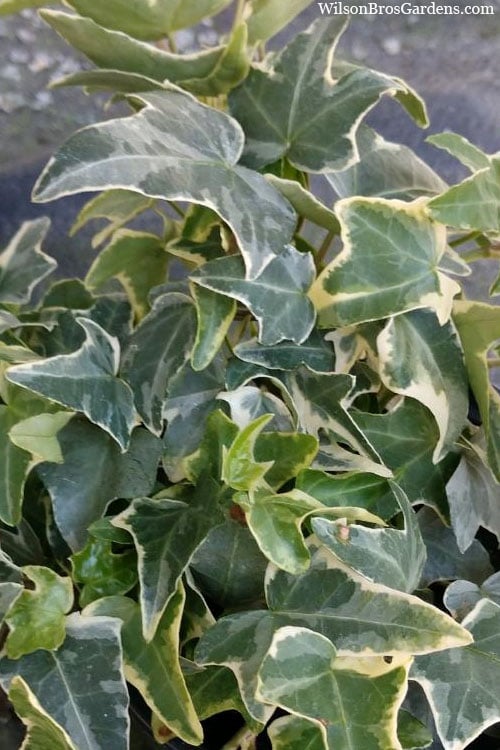  Ingelise English Ivy (Hedera) - 10 Pack Of 4" Pots