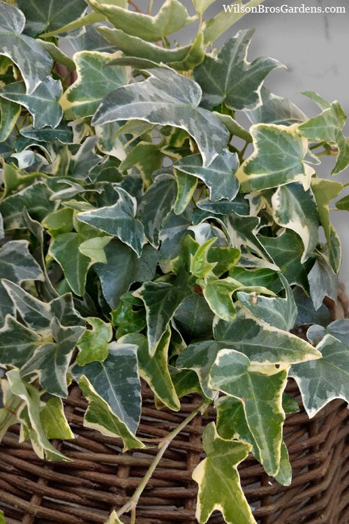  Ingelise English Ivy (Hedera) - 10 Pack Of 4" Pots