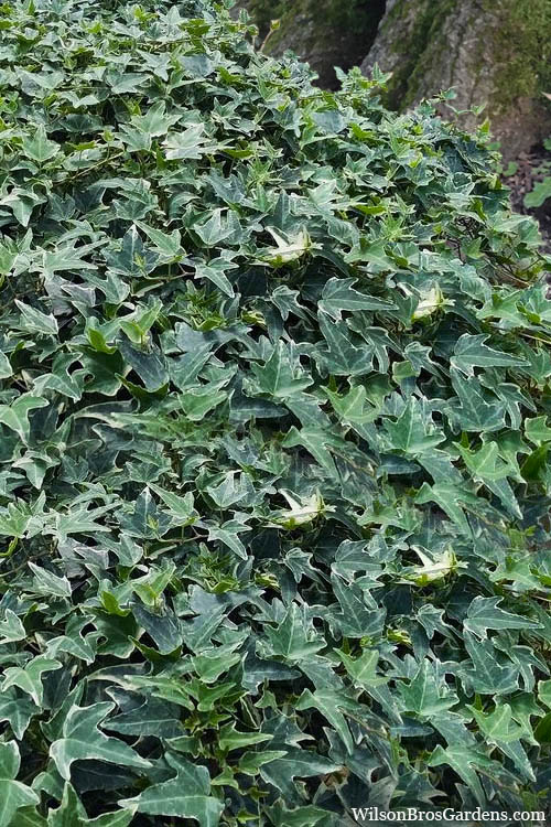  Ingelise English Ivy (Hedera) - 5 Pack Of Pint Pots