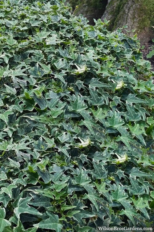  Ingelise English Ivy (Hedera) - 5 Pack Of Pint Pots