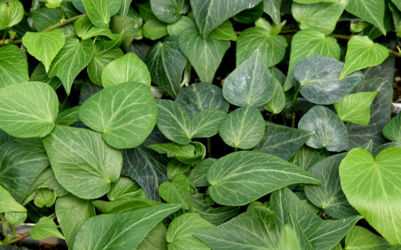  Teardrop Ivy(Hedera Helix) - 5 Pack Of Pint Pots