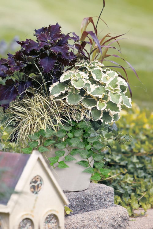  Teardrop Ivy (Hedera Helix) - 5 Pack Of Pint Pots