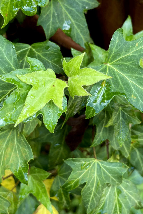  Wilson Ivy(Hedera Helix) - 5 Pack Of Quart Pots