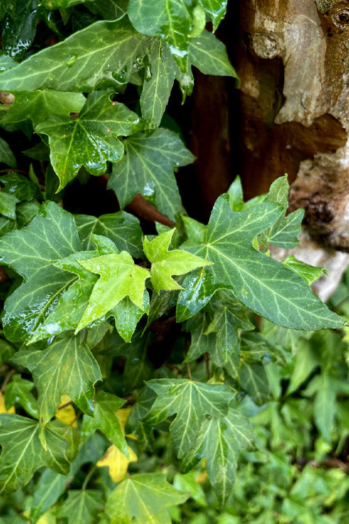  Wilson Ivy(Hedera Helix) - 5 Pack Of Quart Pots