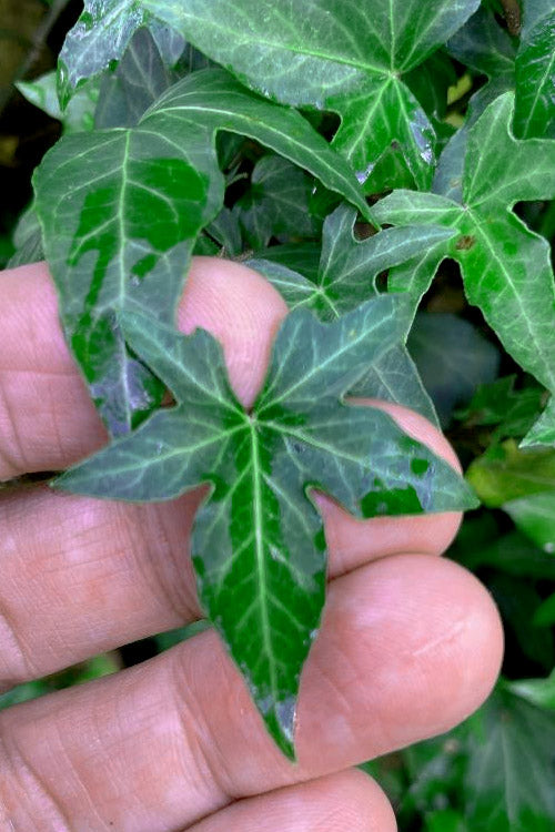  Wilson Ivy(Hedera Helix) - 5 Pack Of Quart Pots