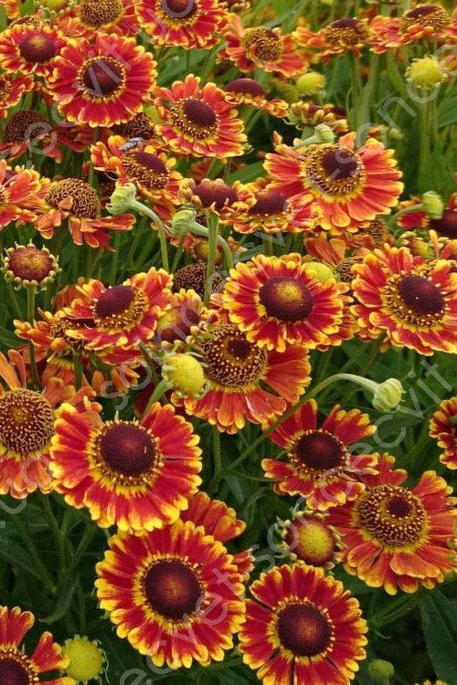  Mariachi 'Fuego' Helen's Flower (Helenium) - 1 Gallon Pot
