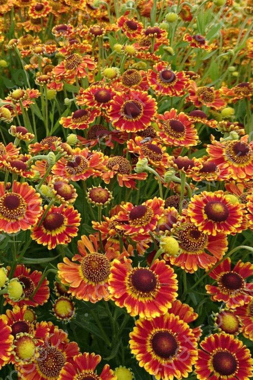  Mariachi 'Fuego' Helen's Flower (Helenium) - 1 Gallon Pot