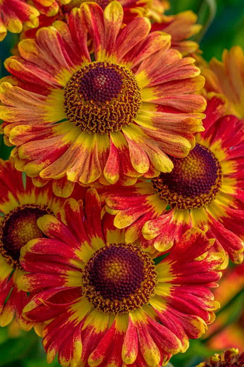  Mariachi 'Fuego' Helen's Flower (Helenium) - 1 Gallon Pot