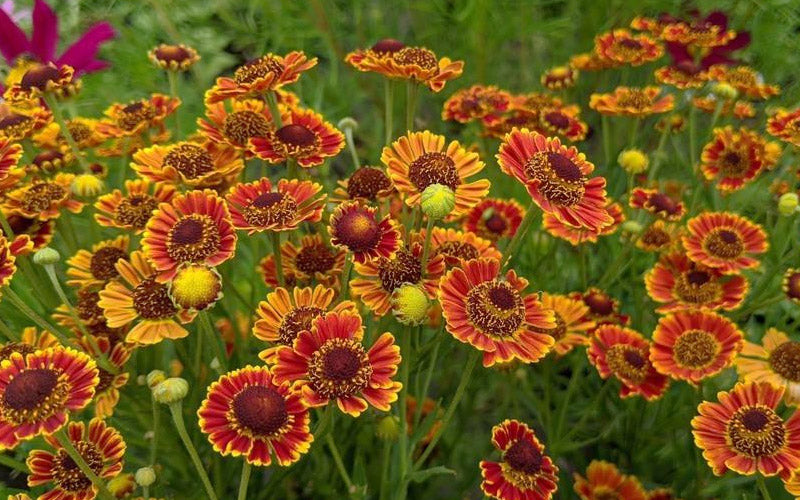  Mariachi 'Fuego' Helen's Flower (Helenium) - 1 Gallon Pot