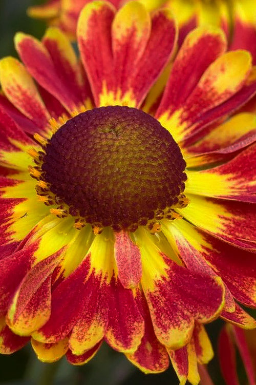  Mariachi 'Fuego' Helen's Flower (Helenium) - 1 Gallon Pot