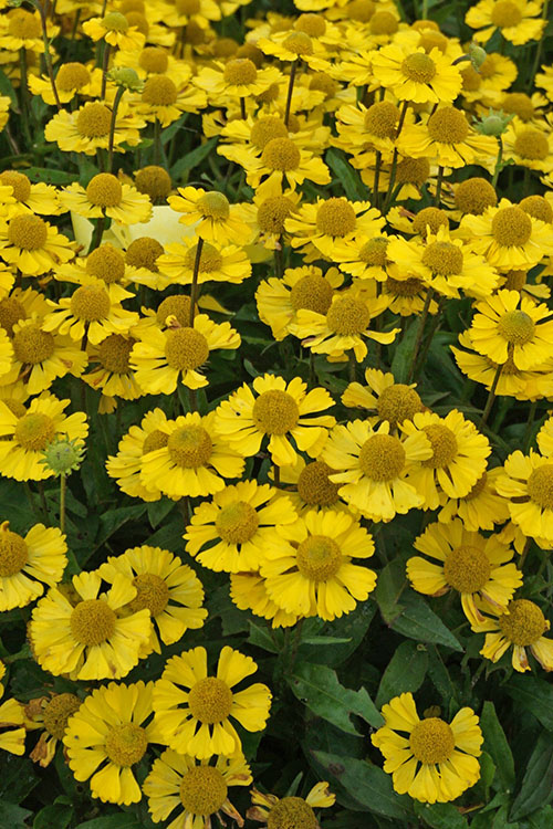  Mariachi 'Sombrero' Helen's Flower (Helenium) - 6 Pack Of 1 Gallon Pots