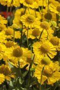  Mariachi 'Sombrero' Helen's Flower (Helenium) - 1 Gallon Pot